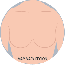 Mammary region